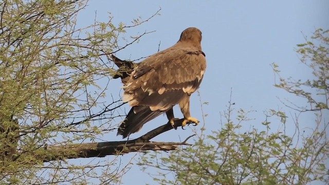 Steppe Eagle - ML615495258