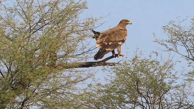 Aigle des steppes - ML615495261