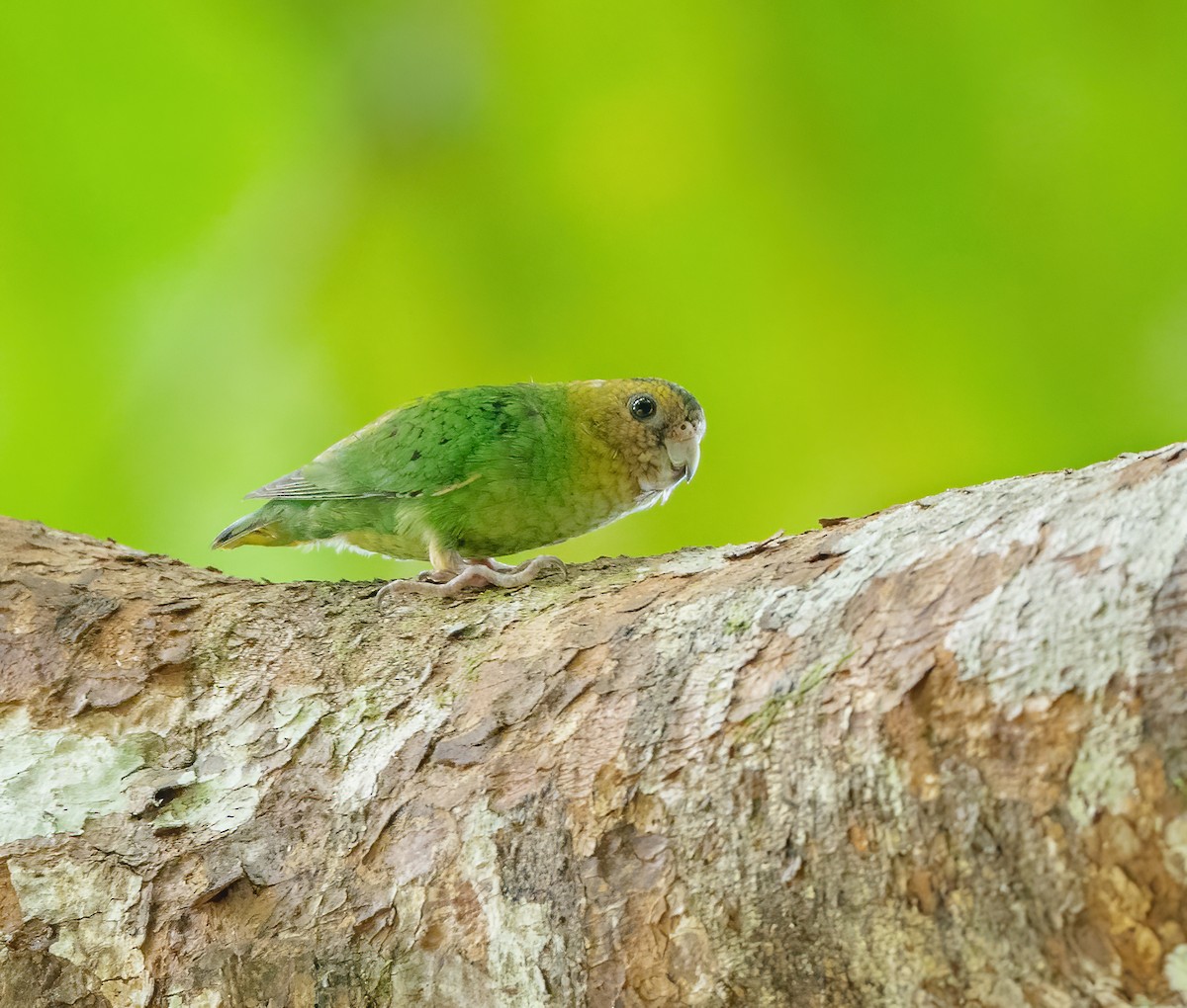 Buff-faced Pygmy-Parrot - ML615495318