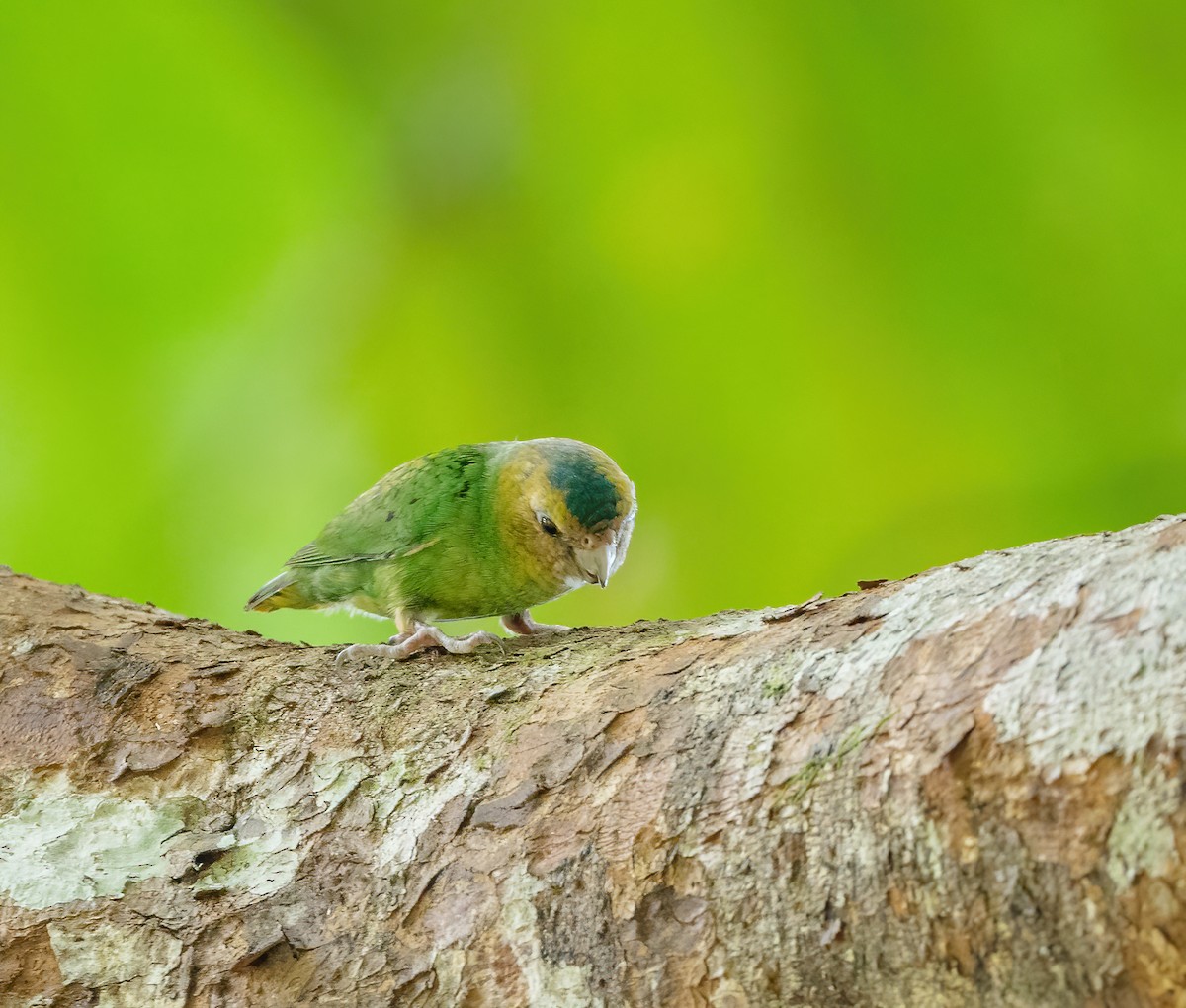 Buff-faced Pygmy-Parrot - Wilbur Goh