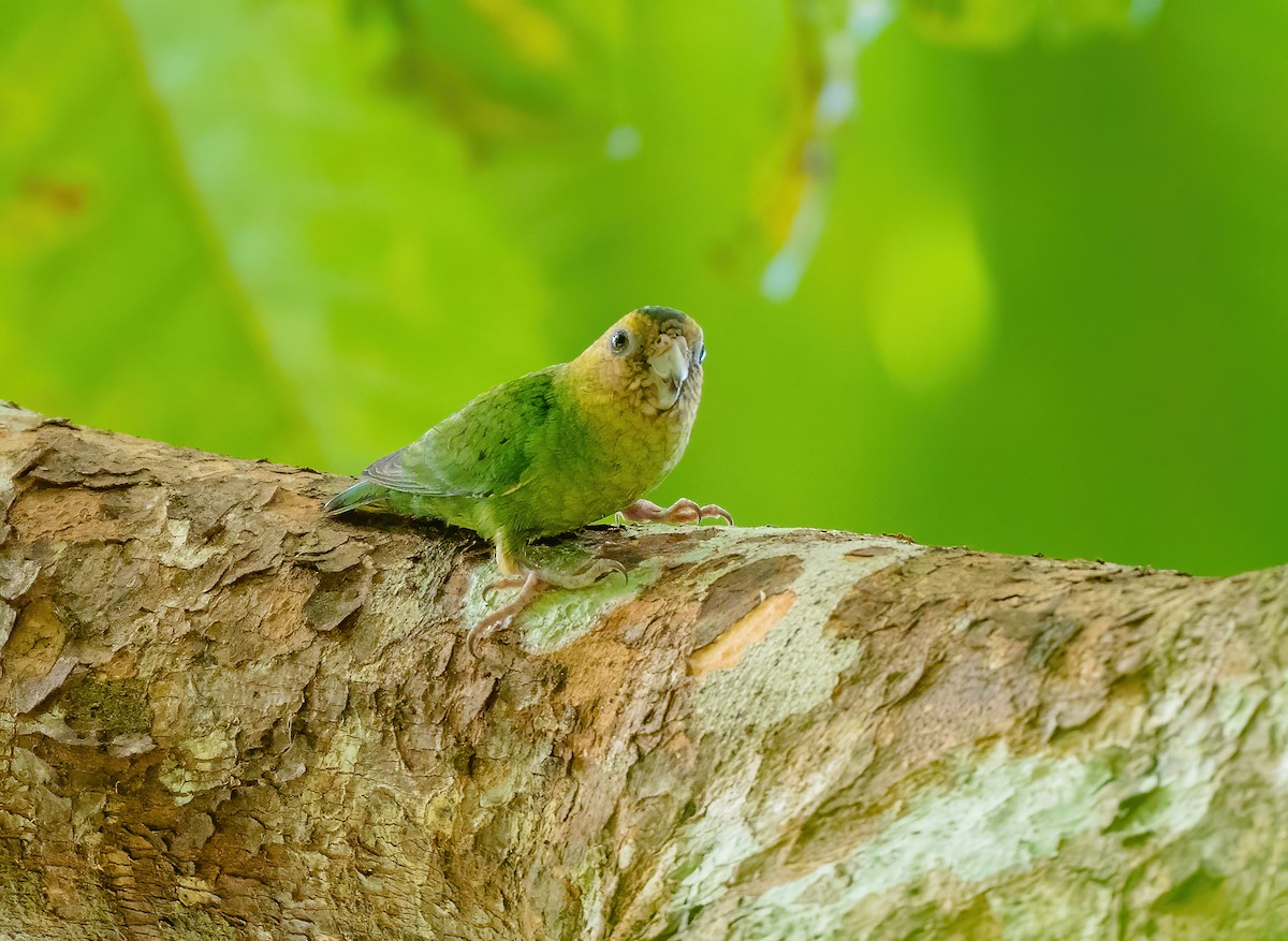 Буроголовый карликовый попугайчик - ML615495321