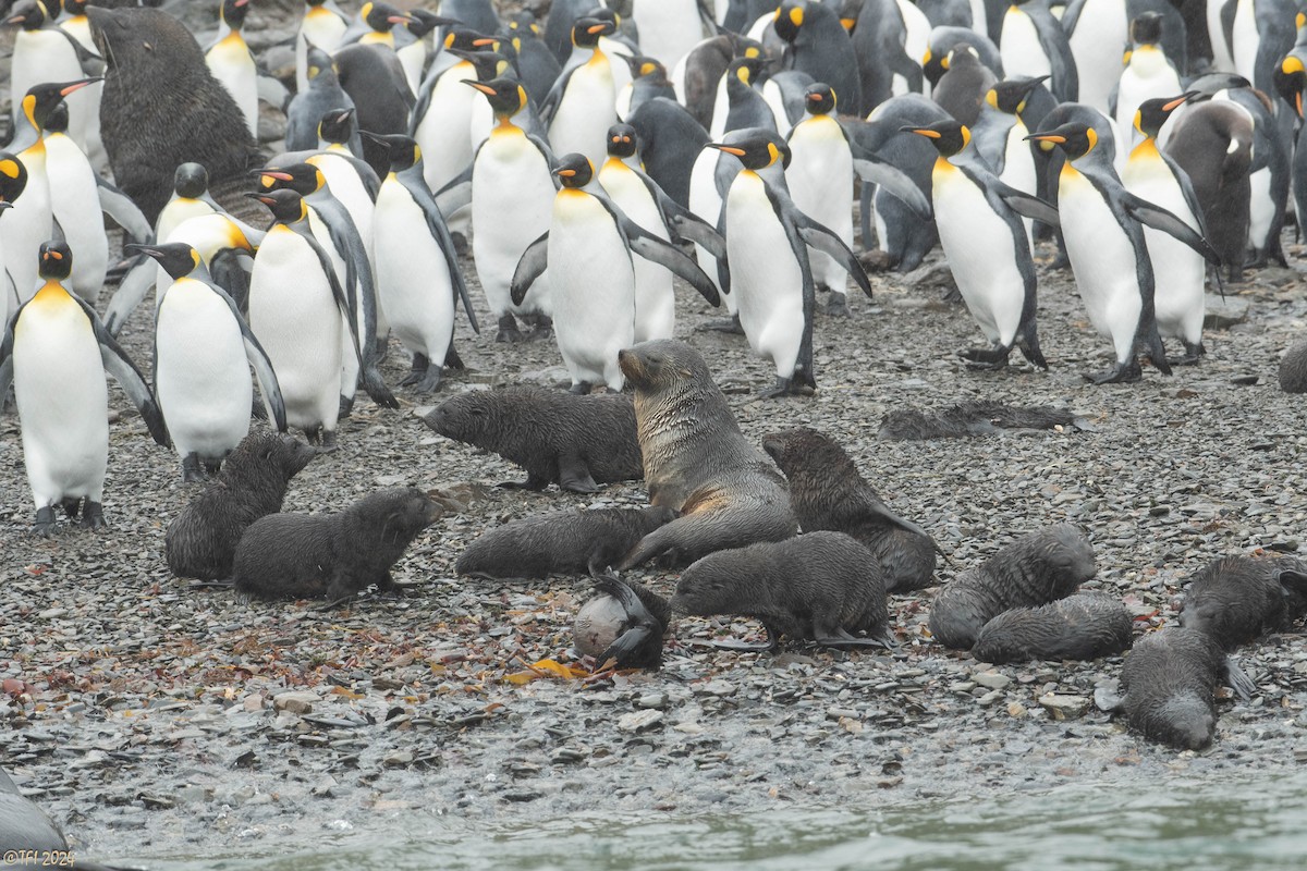 tučňák patagonský - ML615495328