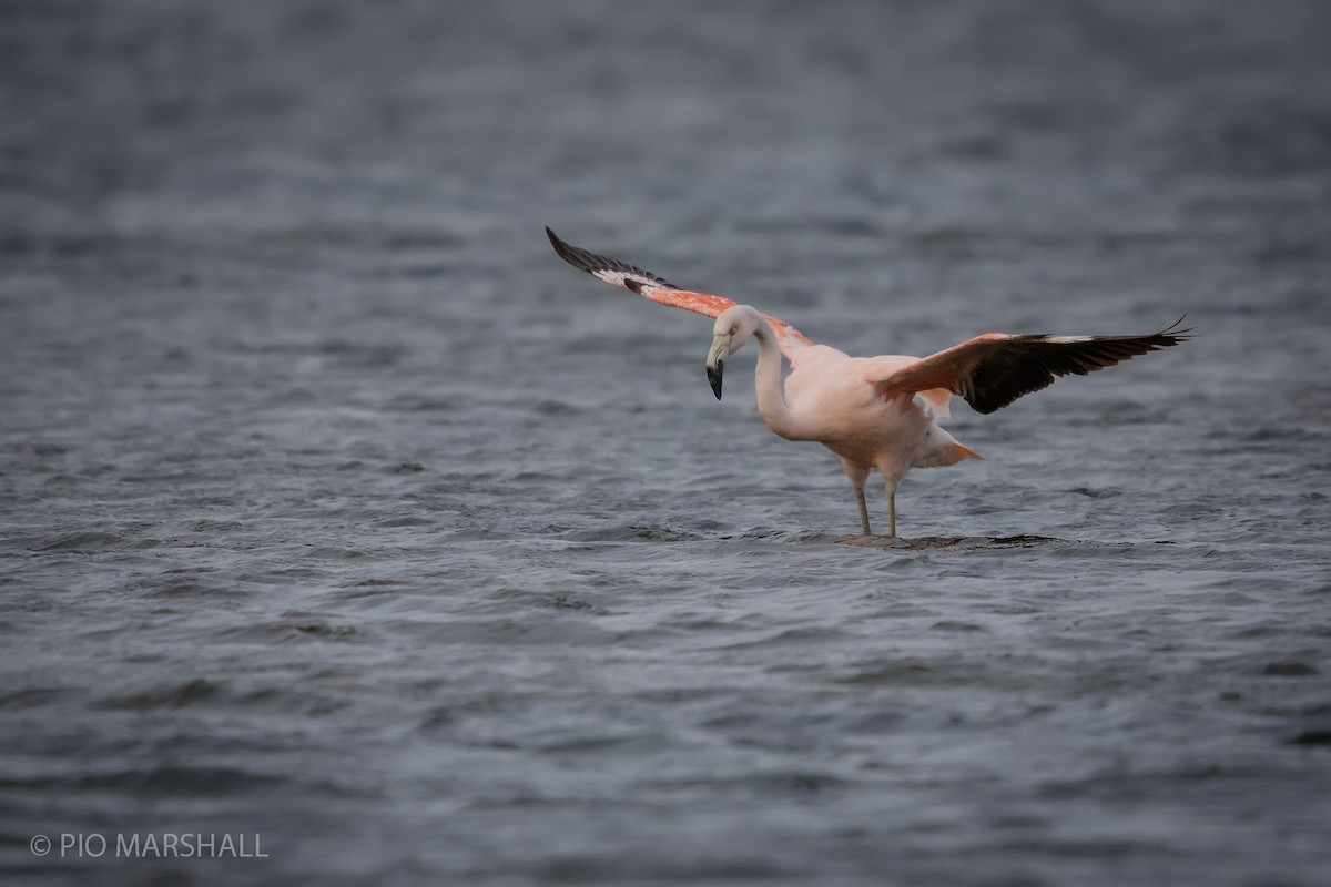 Chilean Flamingo - ML615495376