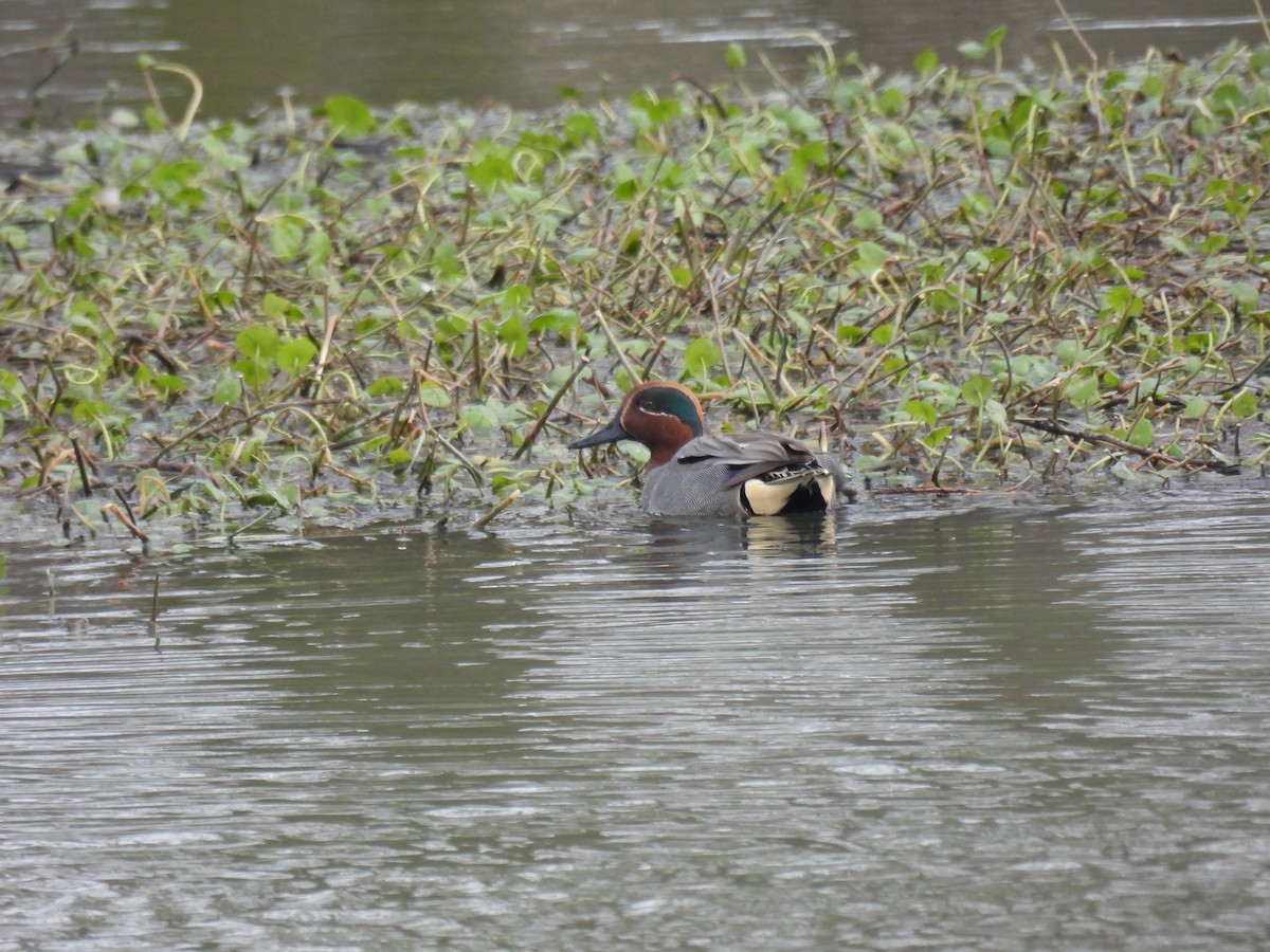 Green-winged Teal - ML615495391