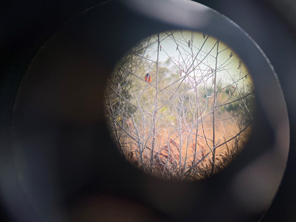 Painted Bunting - ML615495393