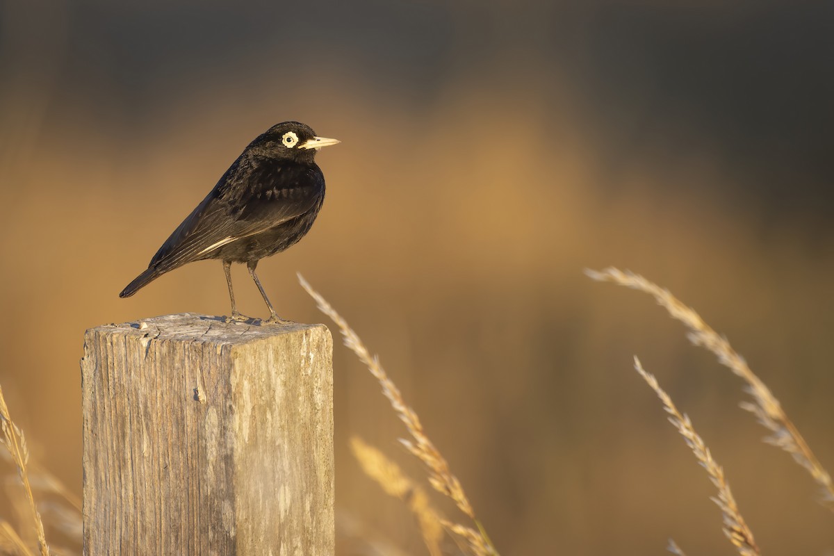 Spectacled Tyrant - Francisco Castro Carmona