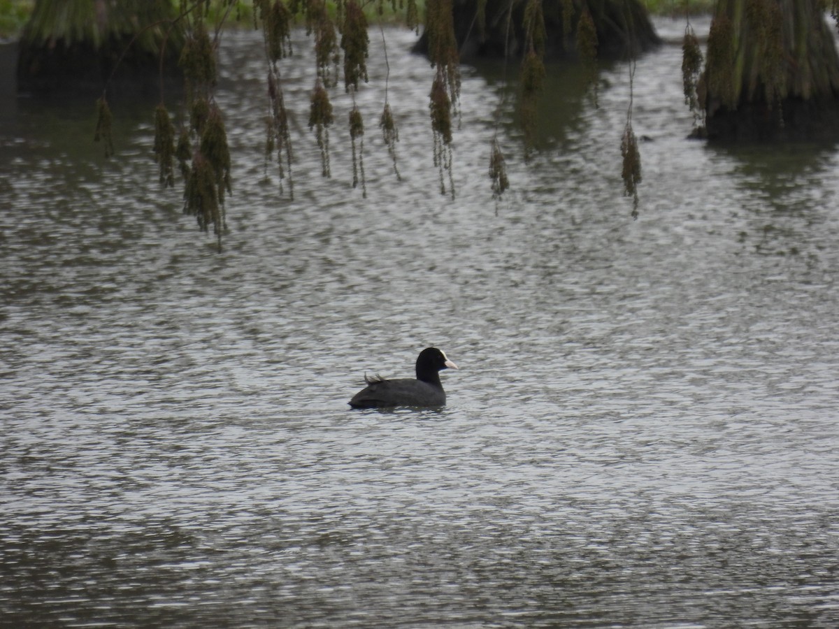 Eurasian Coot - ML615495399