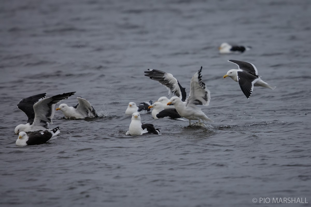 Kelp Gull - Pio Marshall