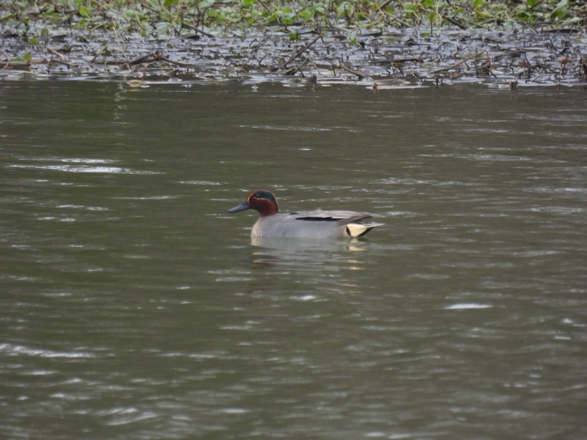 Green-winged Teal - ML615495442