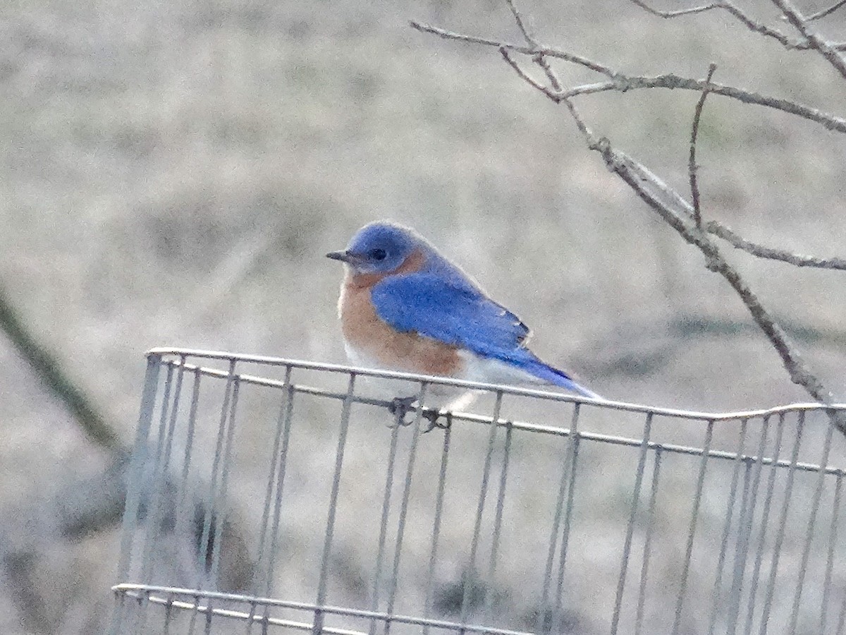 Eastern Bluebird - ML615495466