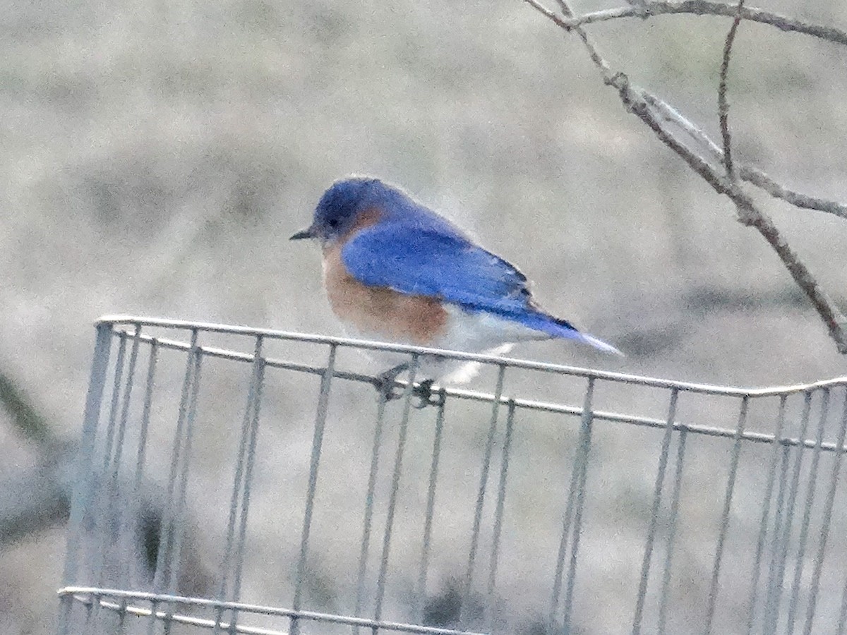 Eastern Bluebird - ML615495468