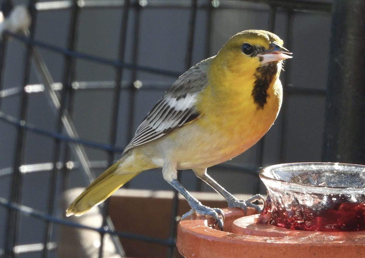 Bullock's Oriole - Karen & Tom Beatty