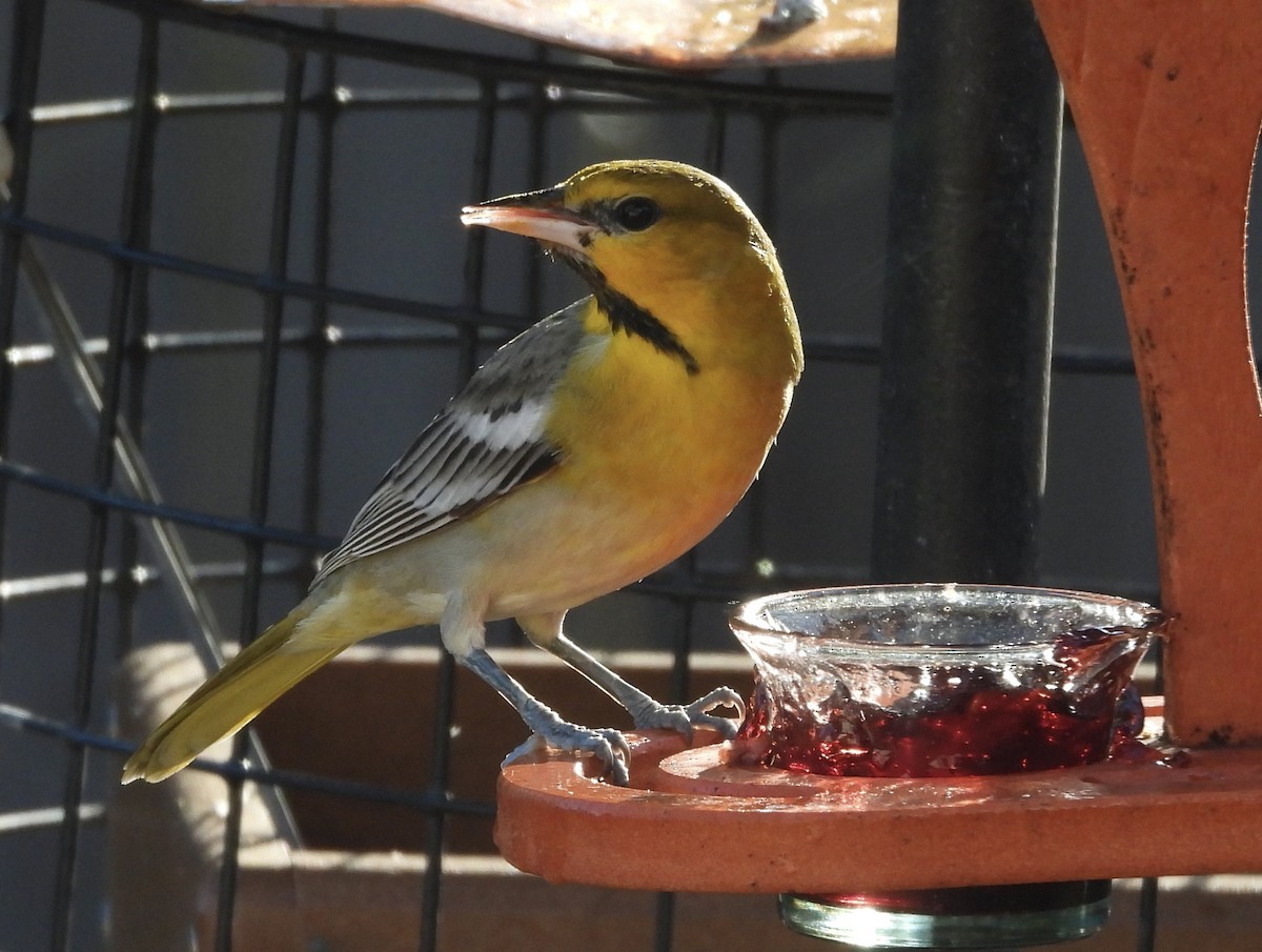 Bullock's Oriole - ML615495500