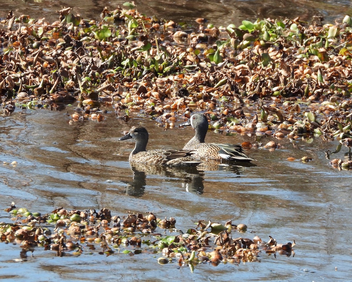 Blue-winged Teal - ML615495509