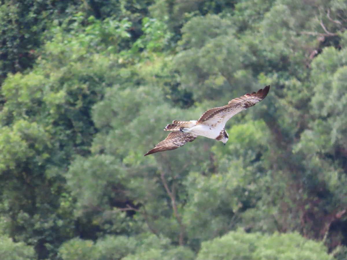 Osprey - ML615495579