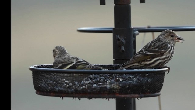 Pine Siskin - ML615495587