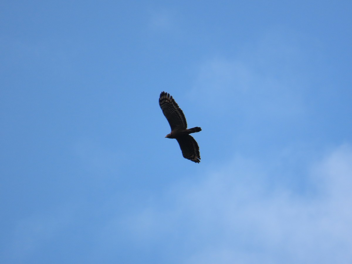 Crested Serpent-Eagle - ML615495620