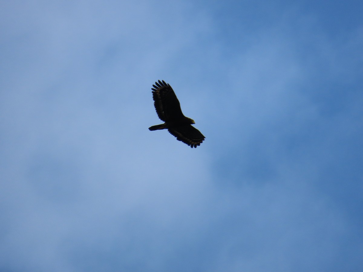 Crested Serpent-Eagle - ML615495621