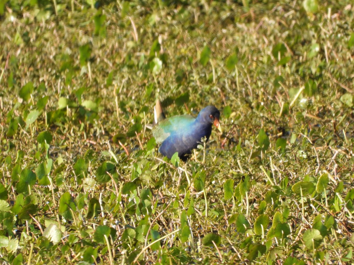 Purple Gallinule - ML615495633