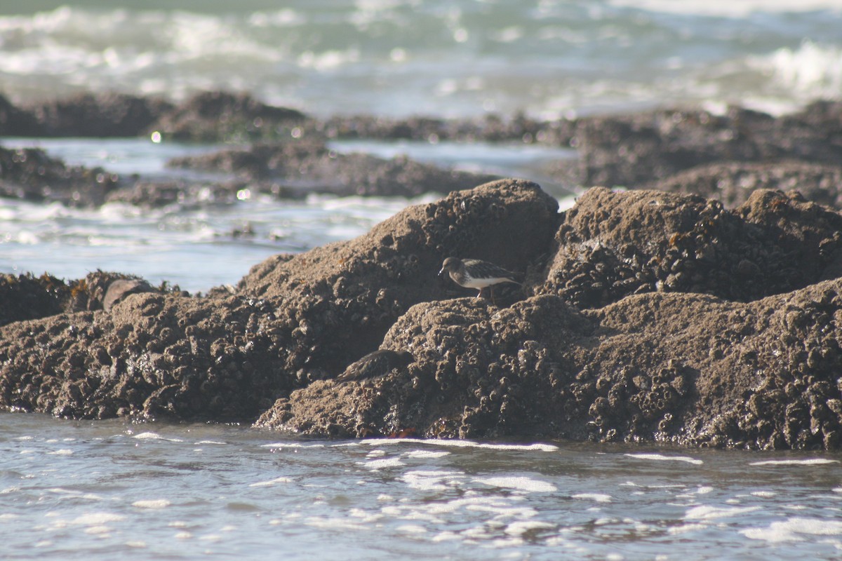 Black Turnstone - ML615495672