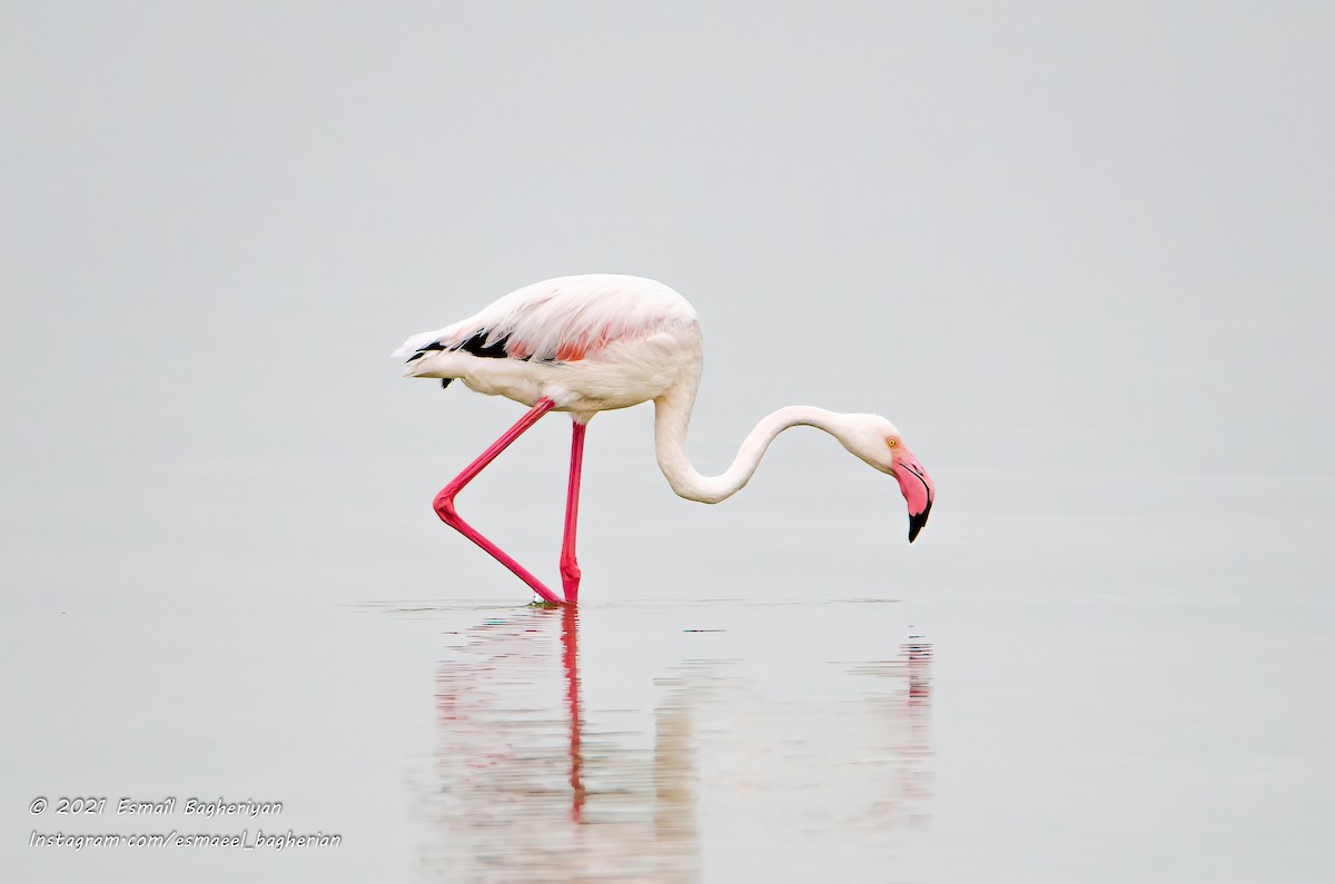 Greater Flamingo - Esmail Bagheriyan