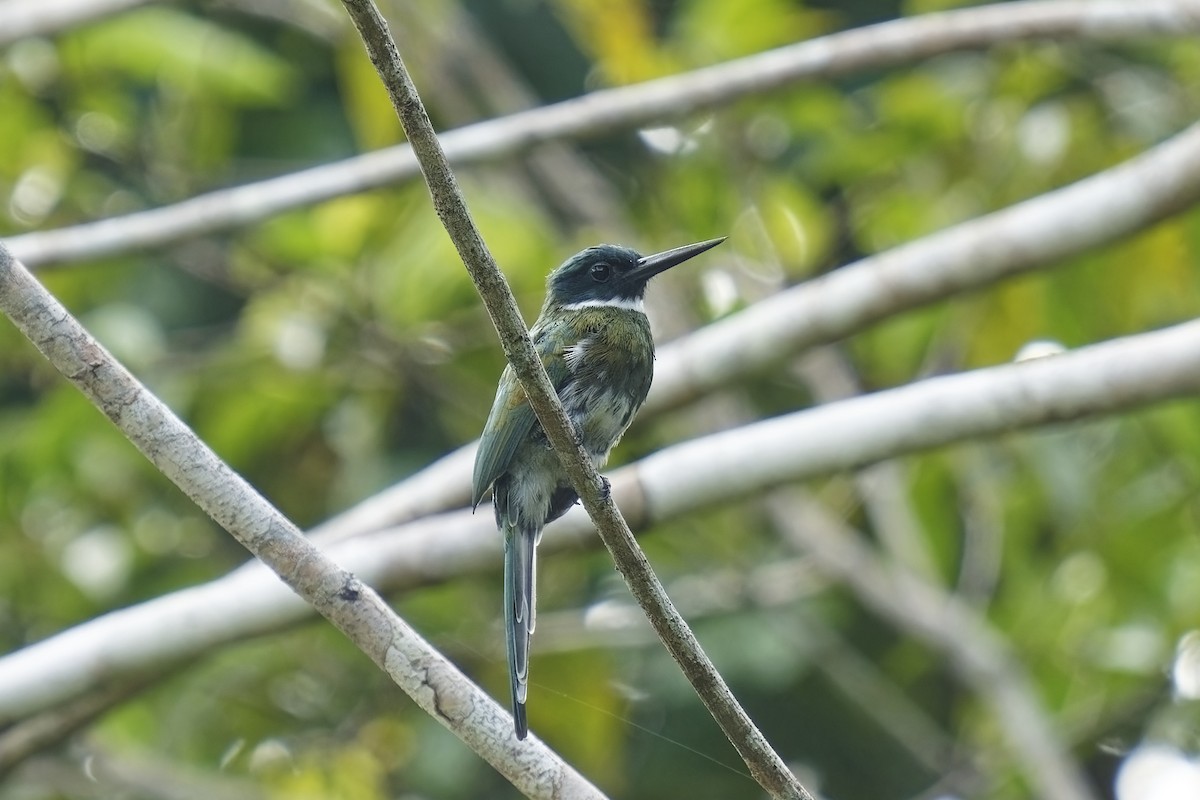 Bronzy Jacamar - ML615495726