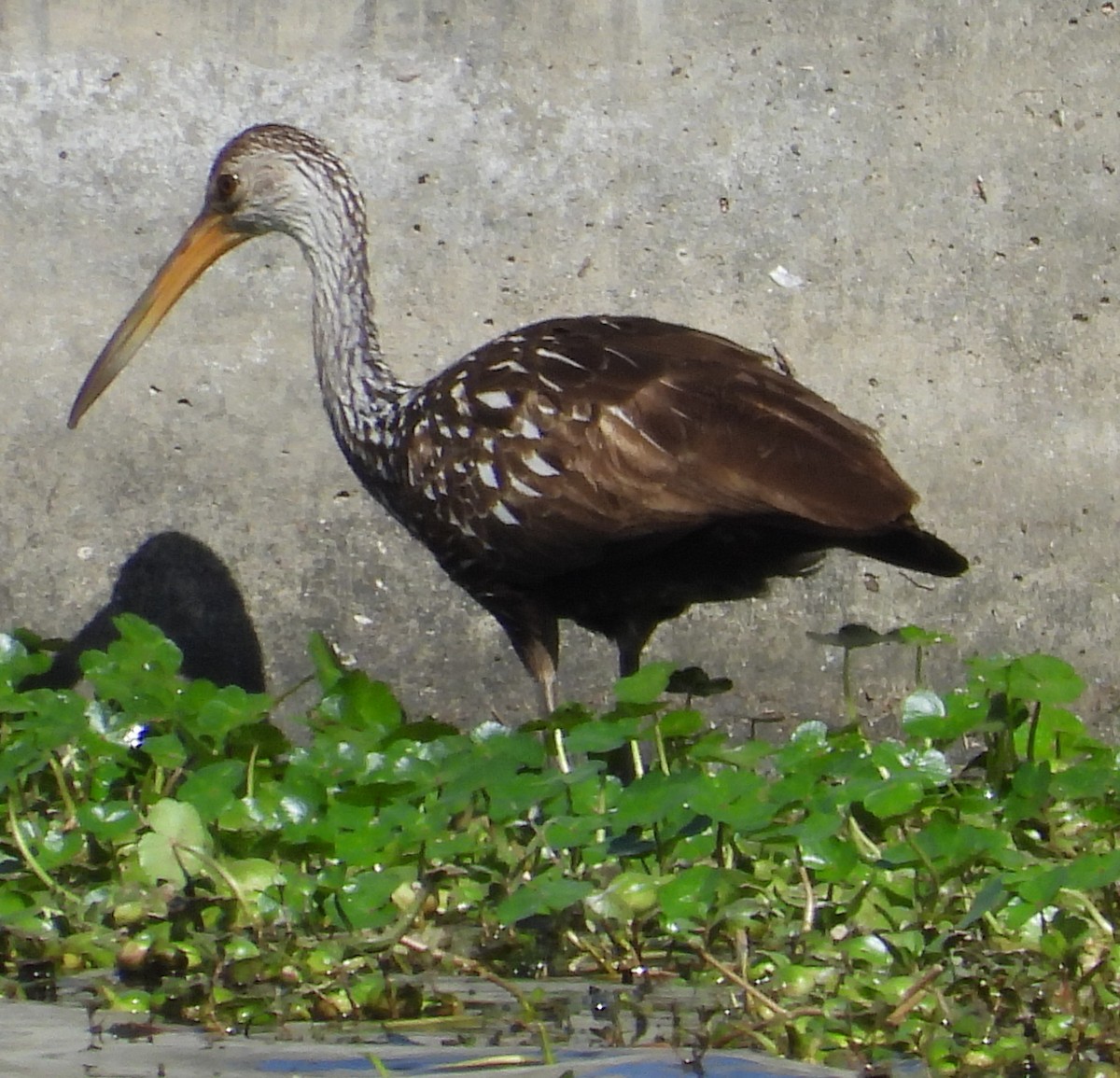 Limpkin - ML615495728