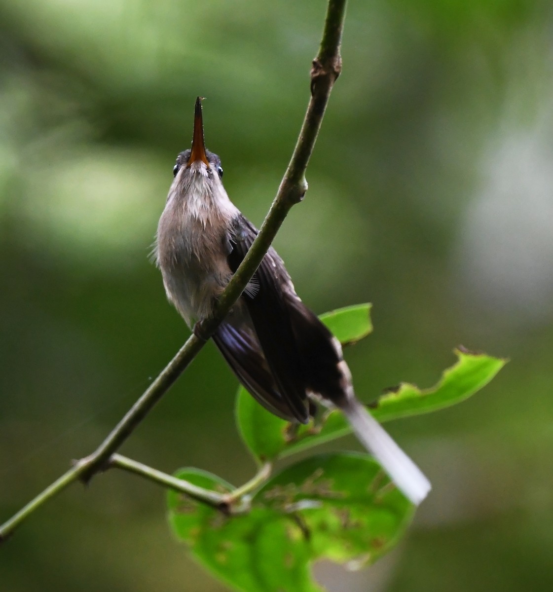 kolibřík dlouhozobý - ML615495740