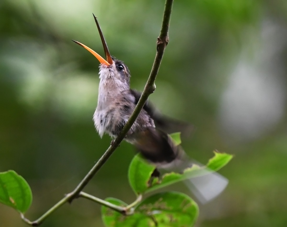 Great-billed Hermit - Joshua Vandermeulen