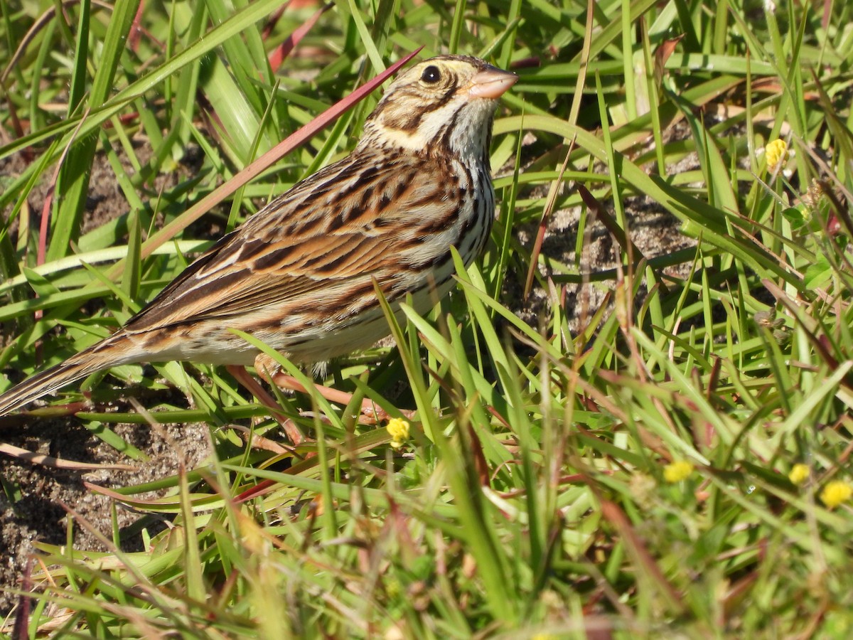 Savannah Sparrow - ML615495758