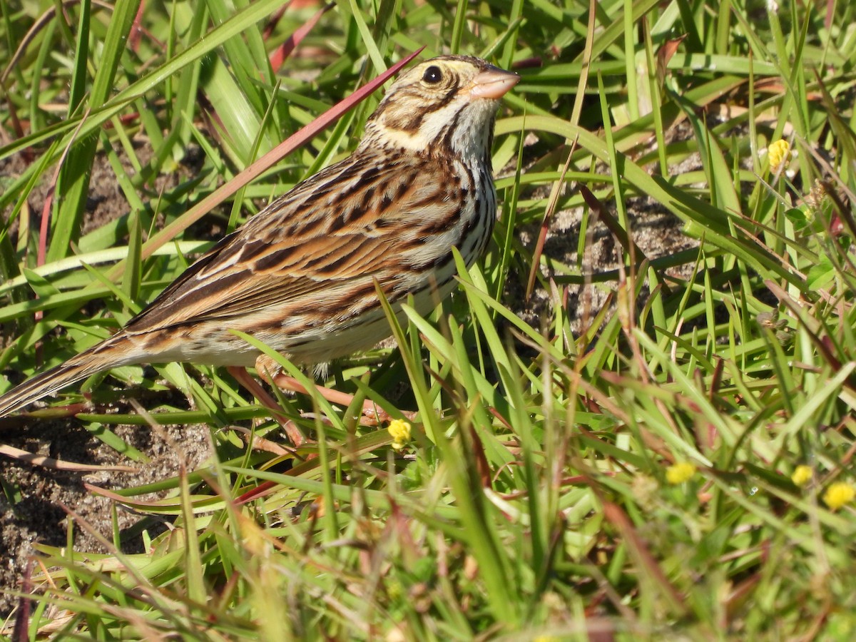 Savannah Sparrow - ML615495758