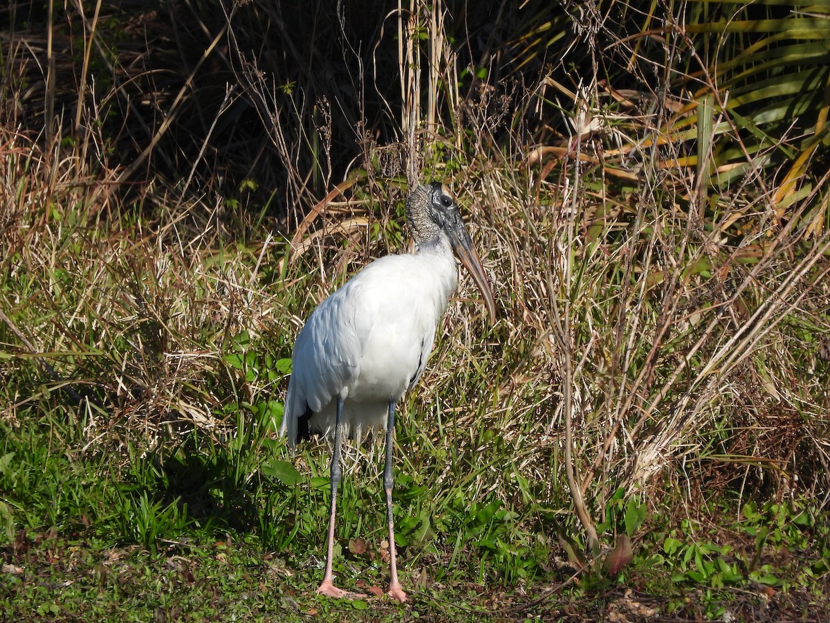 Wood Stork - ML615495805