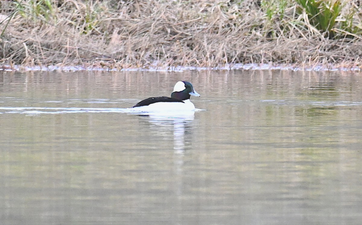 Bufflehead - Matthew Murphy