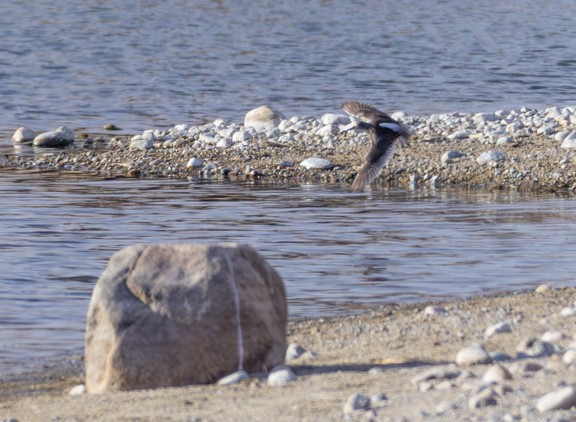 Long-billed Dowitcher - ML615495825