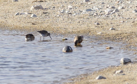 Long-billed Dowitcher - ML615495826