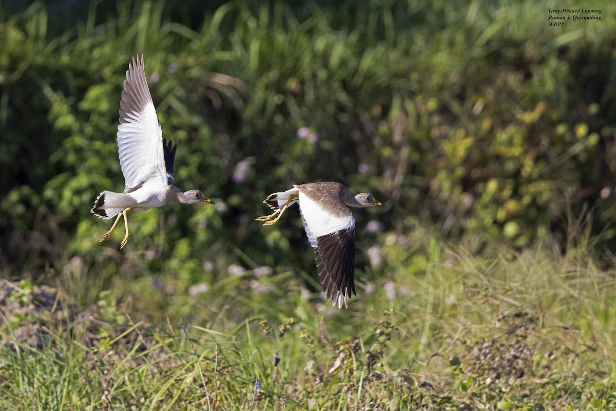 Gray-headed Lapwing - ML615495837