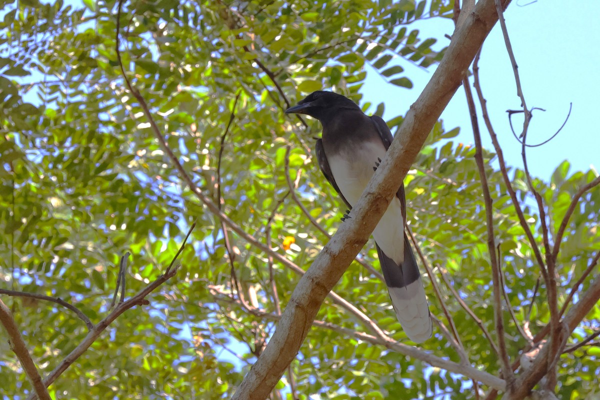 Brown Jay - Jim Edsall