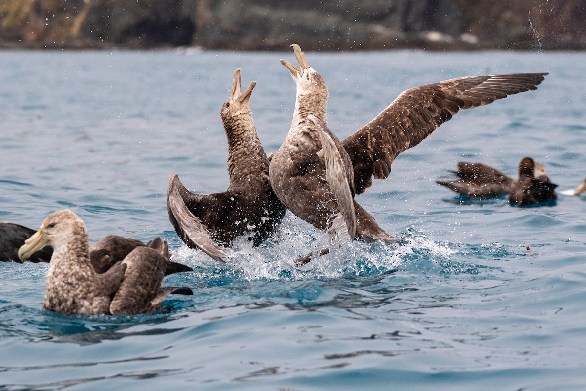 Southern Giant-Petrel - Niels Geelen