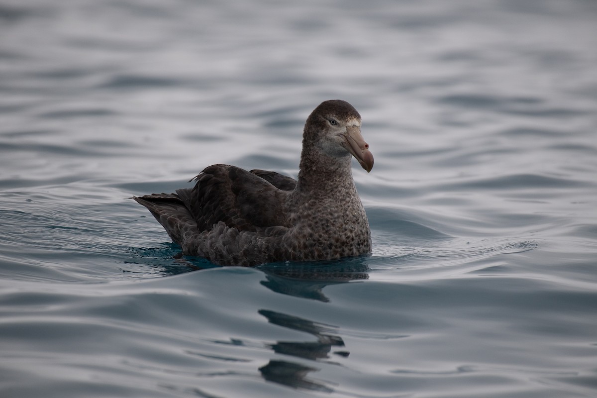 Northern Giant-Petrel - Niels Geelen