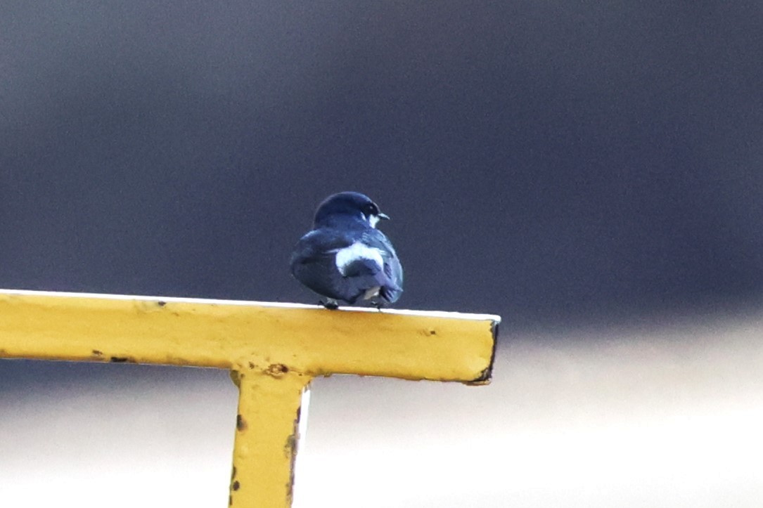 Mangrove Swallow - Jim Edsall