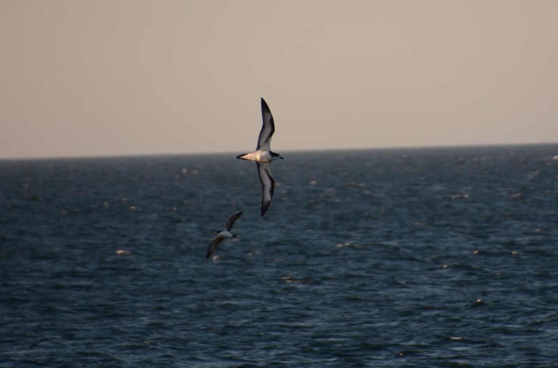 Galapagos Petrel - Luis  Die