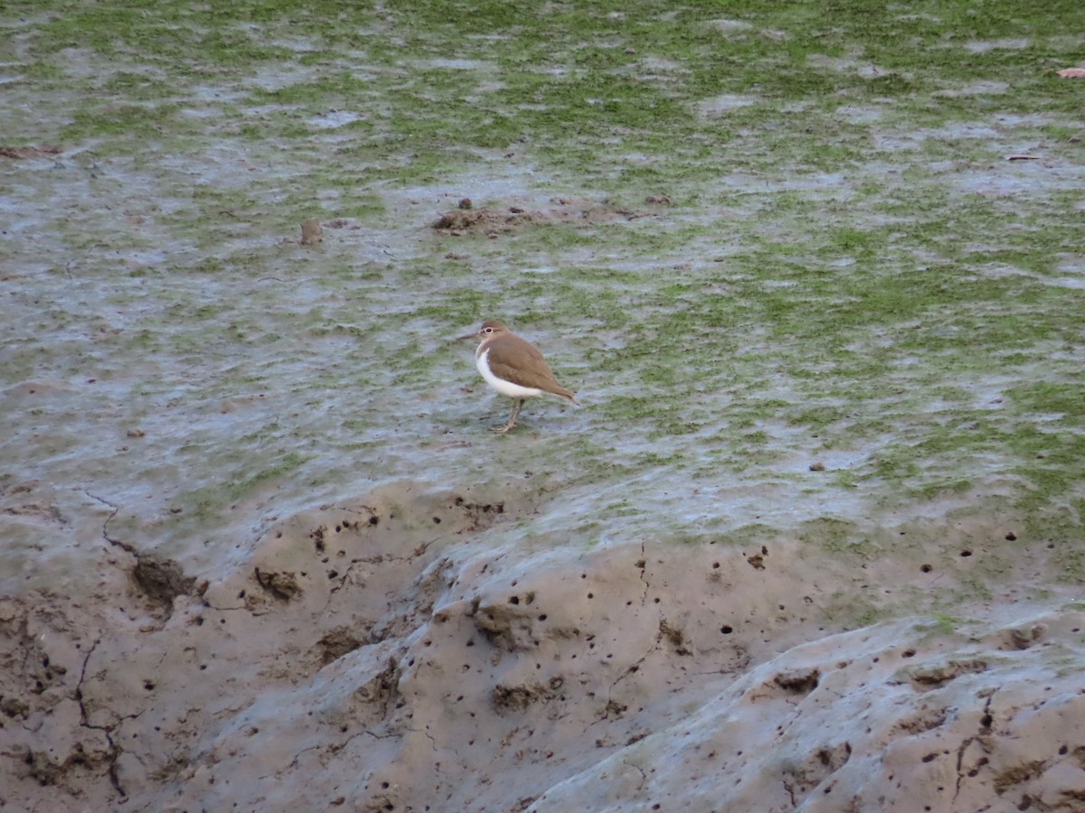 Common Sandpiper - ML615496097