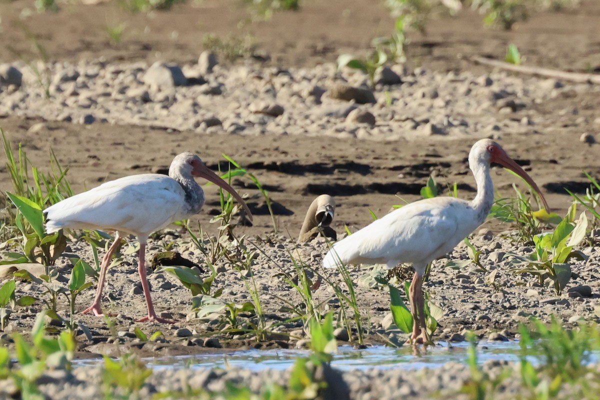 White Ibis - ML615496185