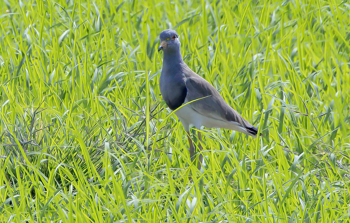 Gray-headed Lapwing - ML615496198