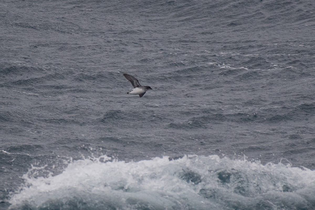 South Georgia Diving-Petrel - ML615496221