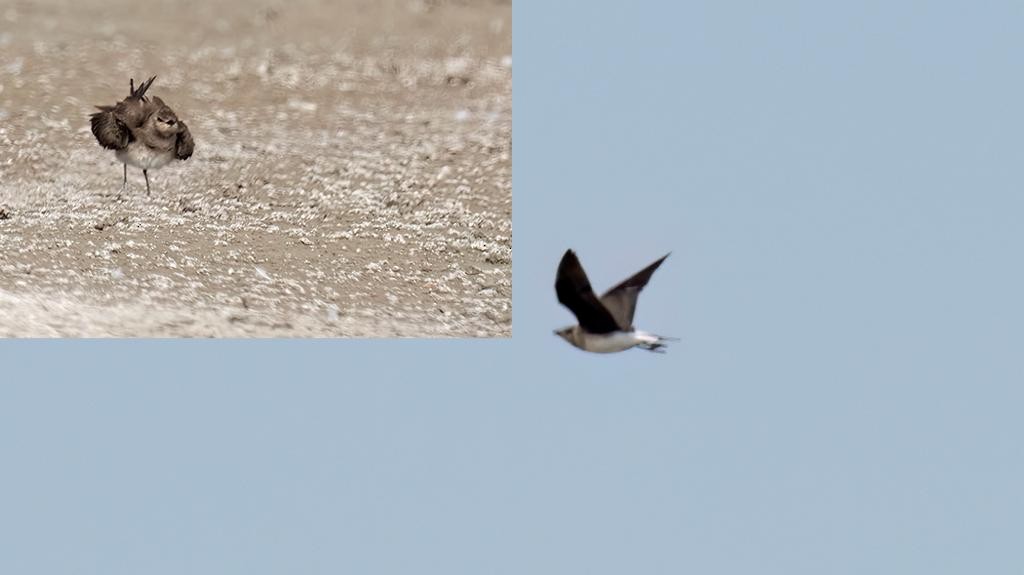 Black-winged Pratincole - ML615496226