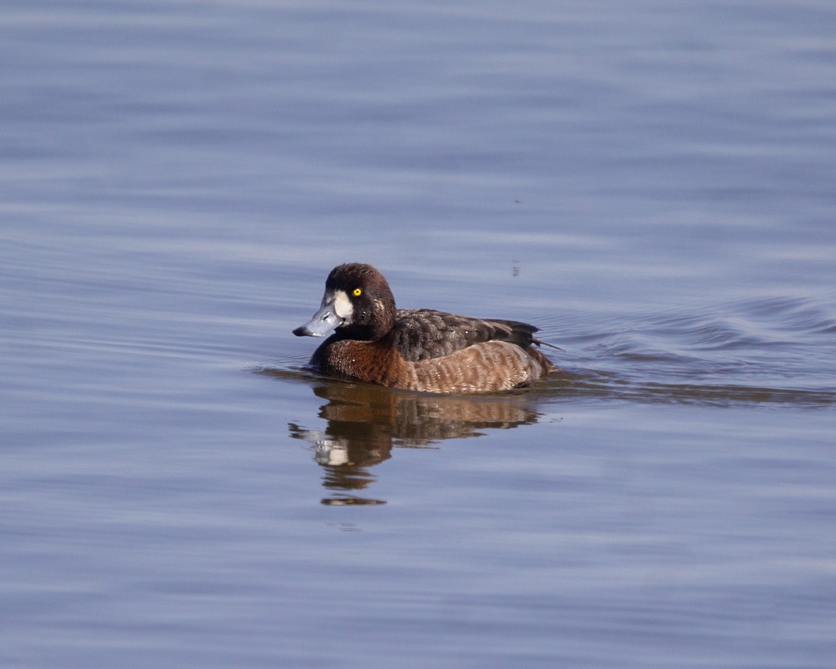 Greater Scaup - ML615496270