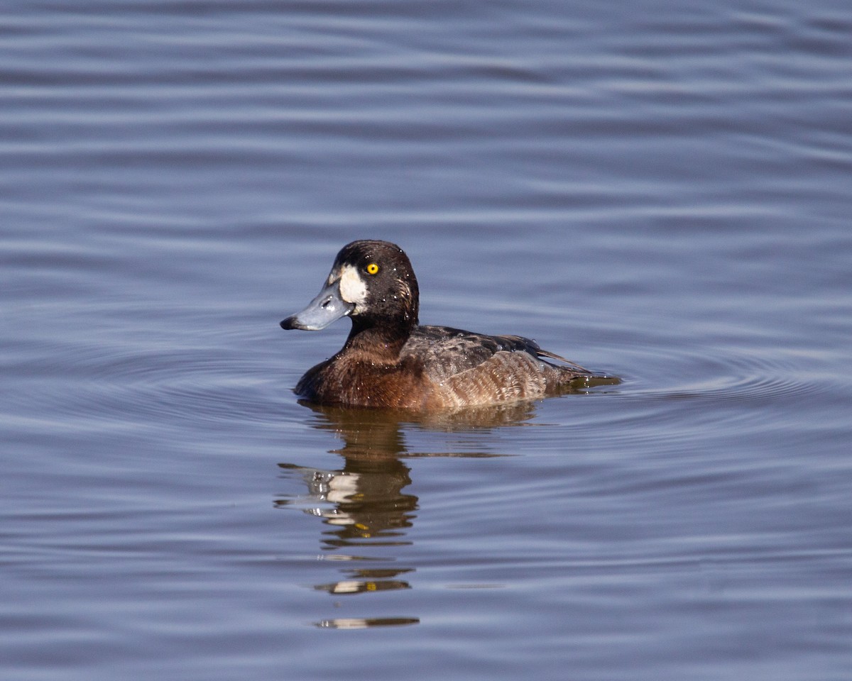 Greater Scaup - ML615496271