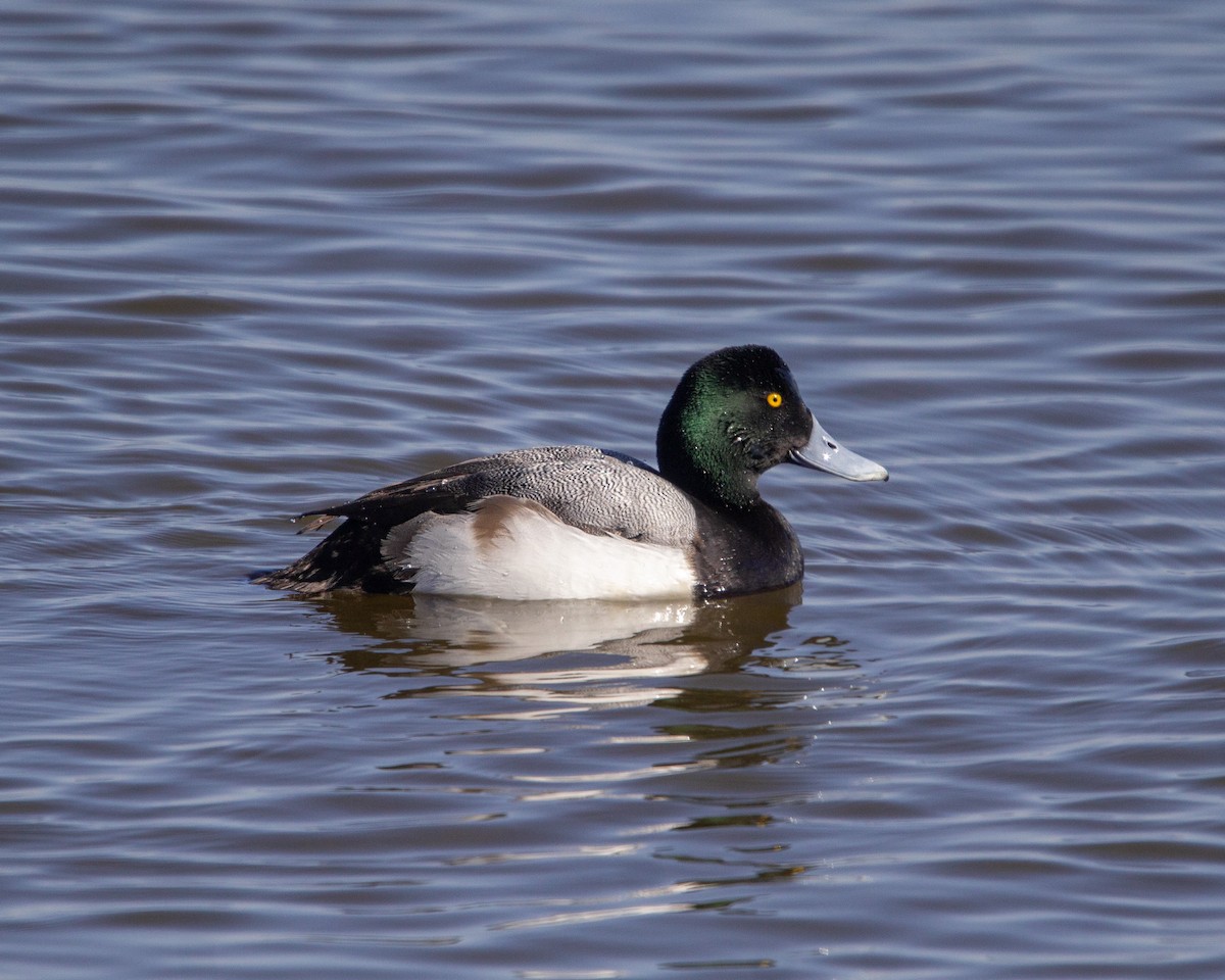 Greater Scaup - ML615496272
