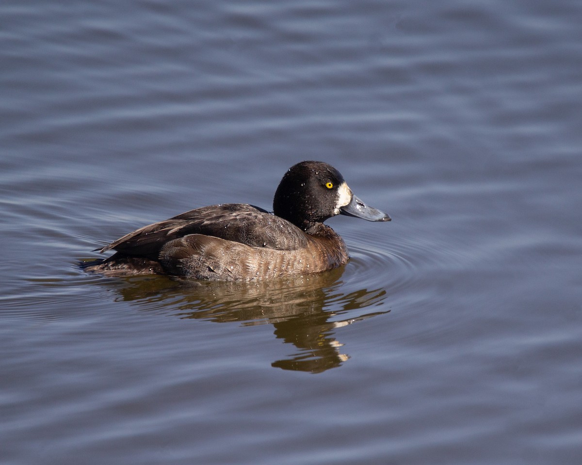 Greater Scaup - ML615496273